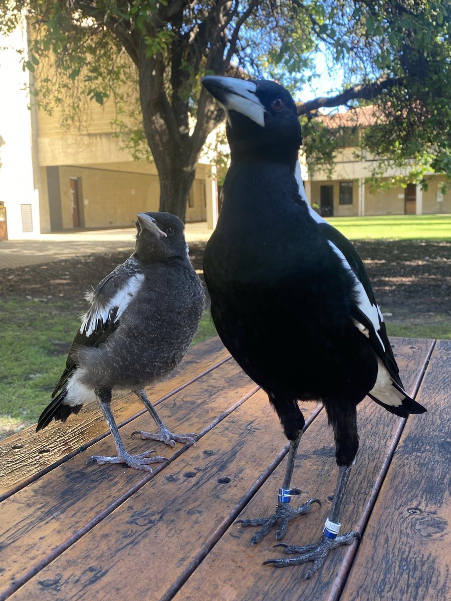 Come and listen to me talk about our brand new paper on the Heritability of cognitive performance in WA magpies on ABC WA Regional Drive at 4:20pm today!! @BiolSci_UWA @CEB_UWA @uwanews @UWAresearch