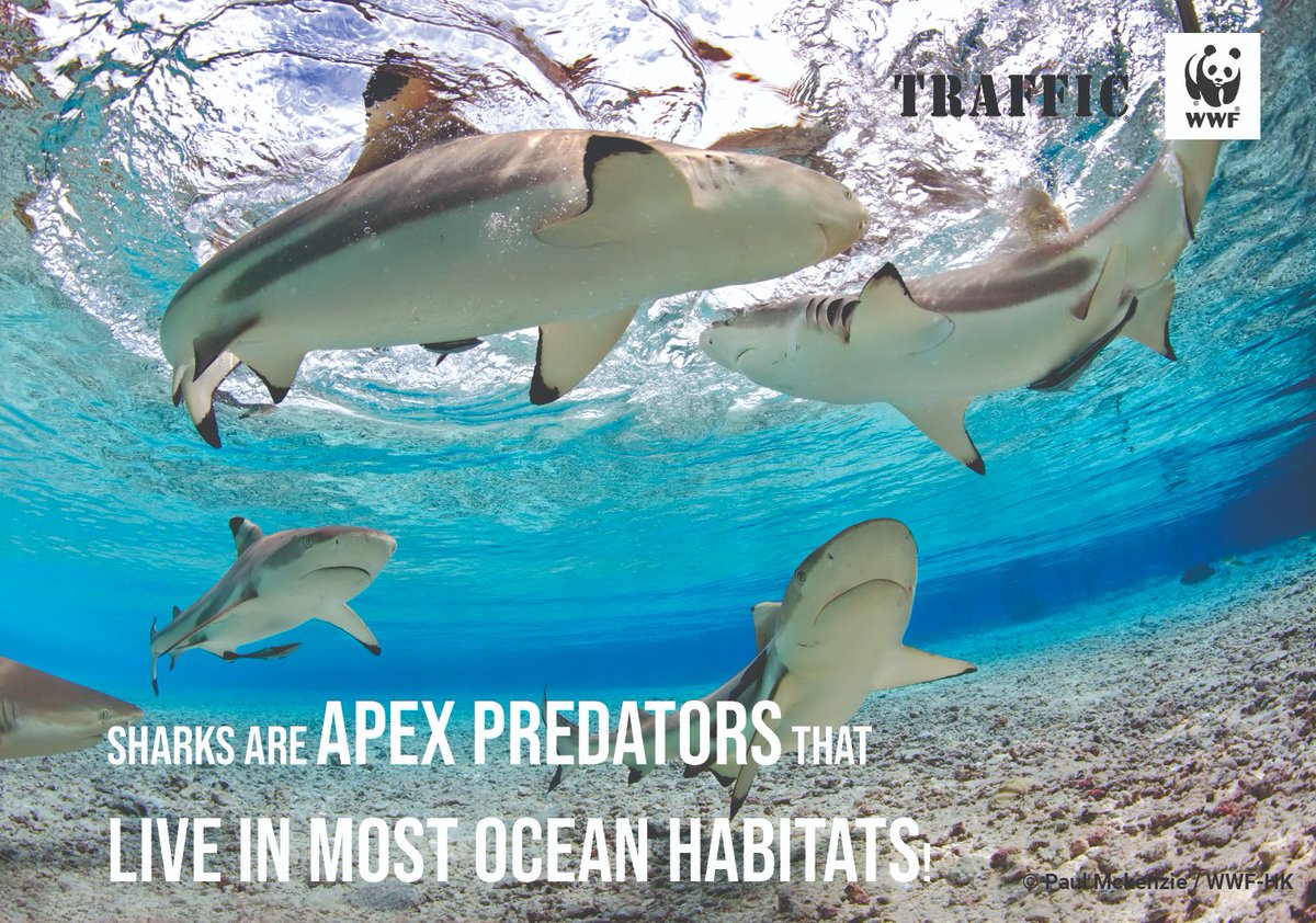 #DYK #Sharks are top predators in oceanic food web preying on variety of species including plankton, fish, crustaceans & marine mammals, hence exerting powerful influence in maintaining ecosystem health & species diversity. More on SHARKS this week! @TRAFFIC_WLTrade @WWFINDIA