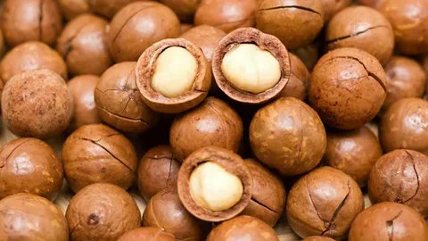 Macadamia Nuts!  Indulge in the rich flavor and health benefits of nature's finest. Dive into the Macadamia Market for a taste of premium quality and sustainable goodness. 🥳🌏 
#MacadamiaMarket #NutLovers #HealthyIndulgence

maximizemarketresearch.com/request-sample…