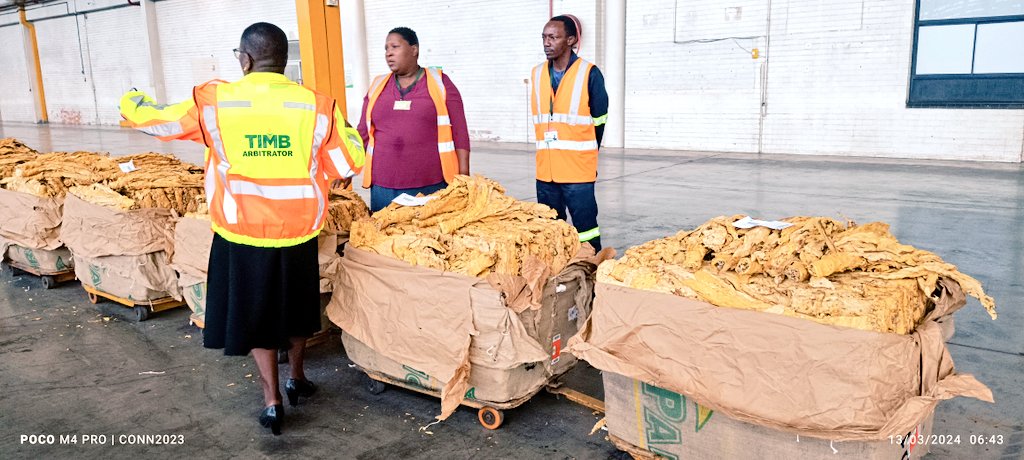An officer opens tobacco bales at Tobacco Sales Floor ahead of the opening of the marketing season this morning. VP Chiwenga to officiate

<a href="/timb_zw/">Tobacco Industry & Marketing Board</a> <a href="/TobaccoZimbabwe/">Zimbabwe Tobacco Association</a> <a href="/ZimTobaccoExpo/">Zimbabwe Tobacco Expo</a> <a href="/TheFarmerTalk/">Tobacco Farmer Talk</a> <a href="/VPHaritatos/">Hon. Vangelis Peter Haritatos</a> <a href="/Chief_Tshepo/">Chief Tshepo</a> <a href="/ZimGvt_NDS1/">NDS1</a> <a href="/MoLAFWRD_Zim/">MinofLands,Agric,Fisheries,Water&Rural Development</a> <a href="/M_Mtirowafanza/">Melody Mtirowafanza</a>