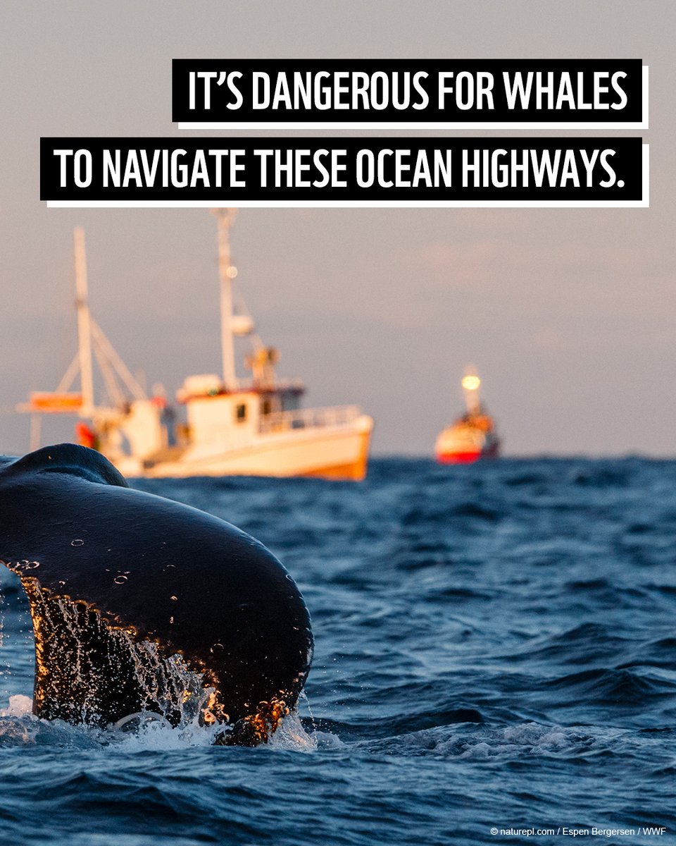🚢🐋 Imagine you’re a humpback whale, navigating through ship traffic on your migration route. It's daunting — collisions and disturbances threaten your journey. Together, we can work to protect these whale superhighways. 💙More 👇discover.wwf.org.au/save-whales #WhaleSuperhighways