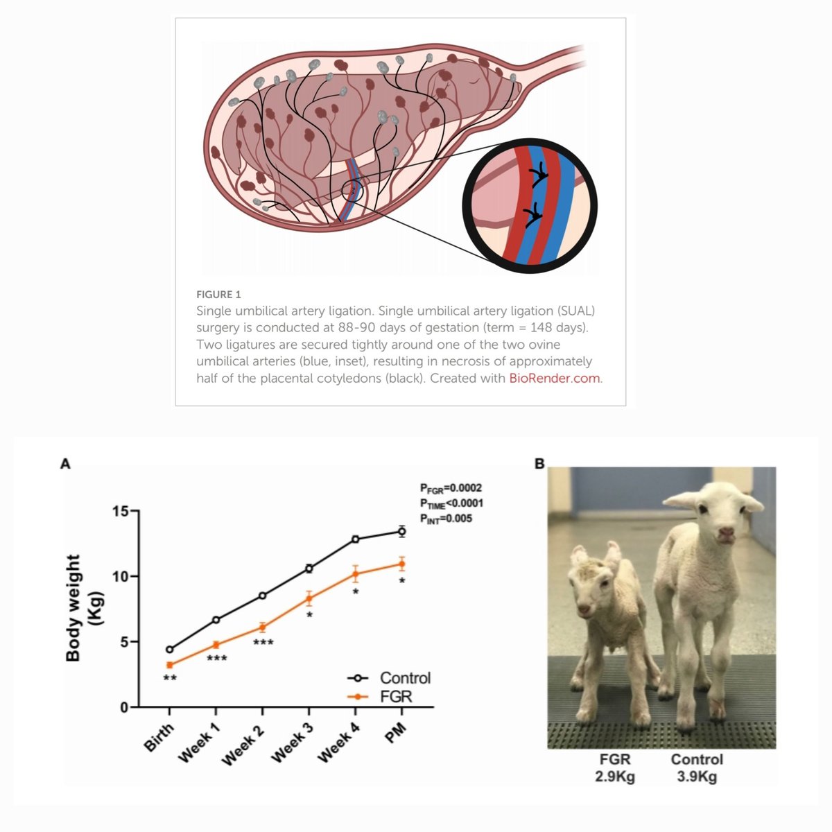 Atul Malhotra (@atul_monash) on Twitter photo Publication 10 years in the making!!
About our well established early onset FGR preclinical model:
Phenotype of early-onset fetal growth restriction in sheep <a href="/FrontEndocrinol/">Frontiers - Endocrinology</a>:
frontiersin.org/journals/endoc…
<a href="/RitchieCentre/">The Ritchie Centre</a> <a href="/Hudson_Research/">Hudson Institute of Medical Research</a> <a href="/SCSMonash/">Monash University School of Clinical Sciences</a> Publication 10 years in the making!!
About our well established early onset FGR preclinical model:
Phenotype of early-onset fetal growth restriction in sheep <a href="/FrontEndocrinol/">Frontiers - Endocrinology</a>:
frontiersin.org/journals/endoc…
<a href="/RitchieCentre/">The Ritchie Centre</a> <a href="/Hudson_Research/">Hudson Institute of Medical Research</a> <a href="/SCSMonash/">Monash University School of Clinical Sciences</a>