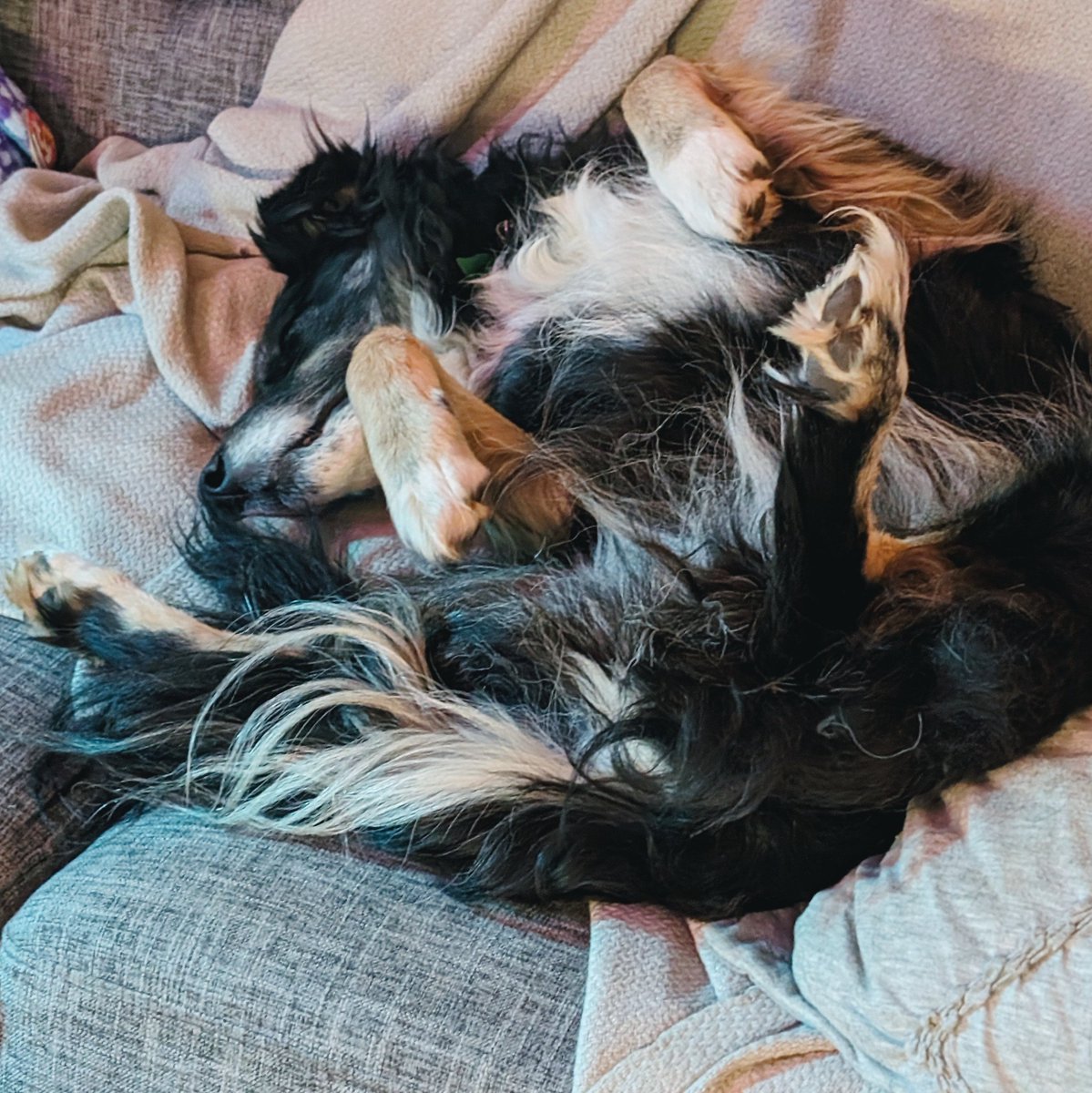 A little more than a week since swapping the sofa for the bed, turned around to see Wigglebutt asleep like this! 🥹🥹 Was really worried she wasn't gonna get used to it and would always avoid it - she can be hyper sensitive with her environment. 

I love my mutts so much. 💗