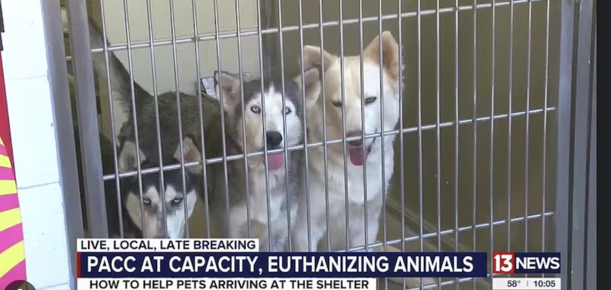 TMorganS2024's tweet photo. Animal shelter overcrowding leads to around 50% of the animals in the shelters getting euthanized simply due to the overcrowding. Do you want to get killed for no reason? #39canimals #endeuthanasia https://t.co/Bi1Ib6yhs2