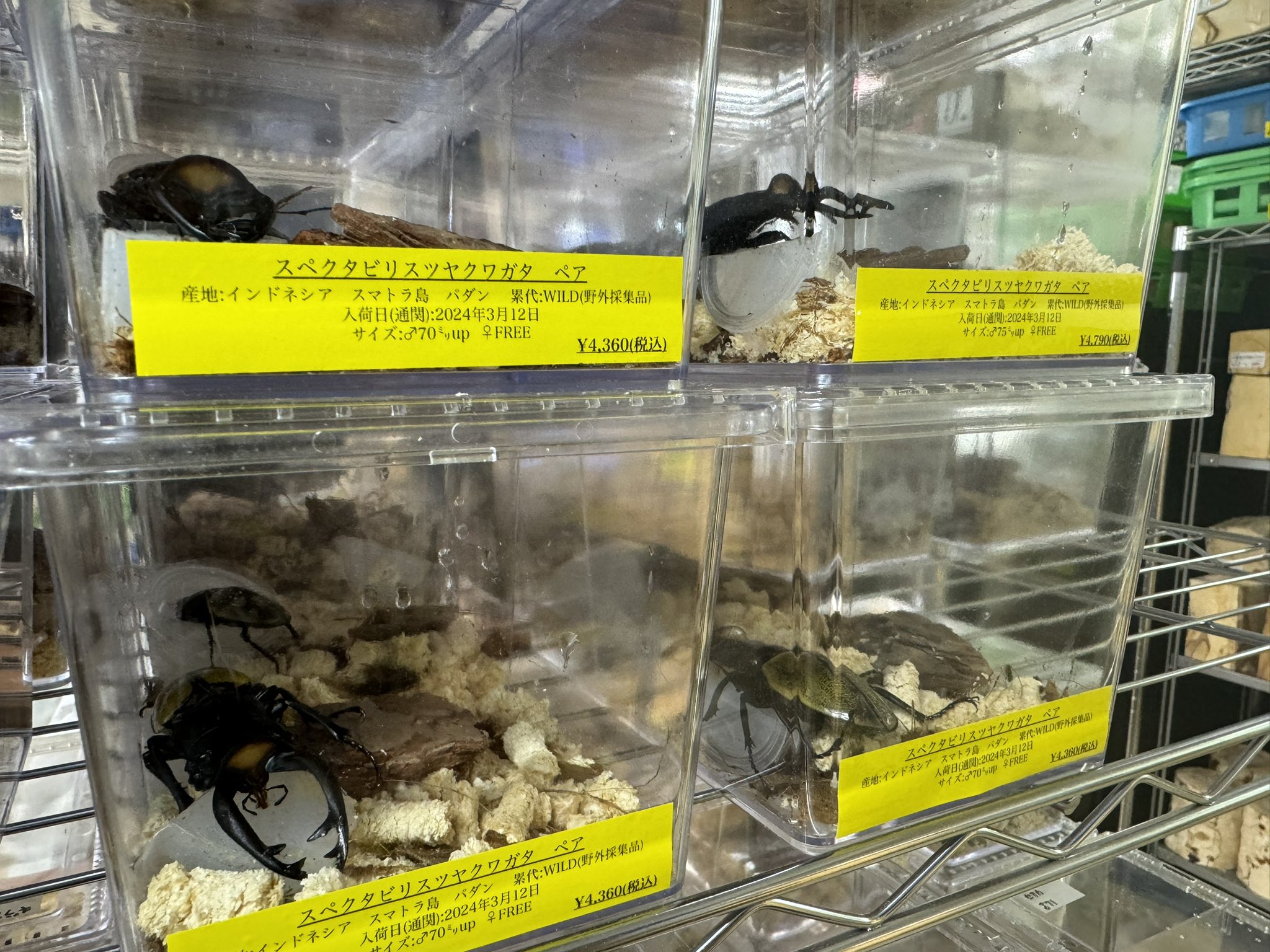 INSECT JOKER official インセクト ジョーカー on X: 
