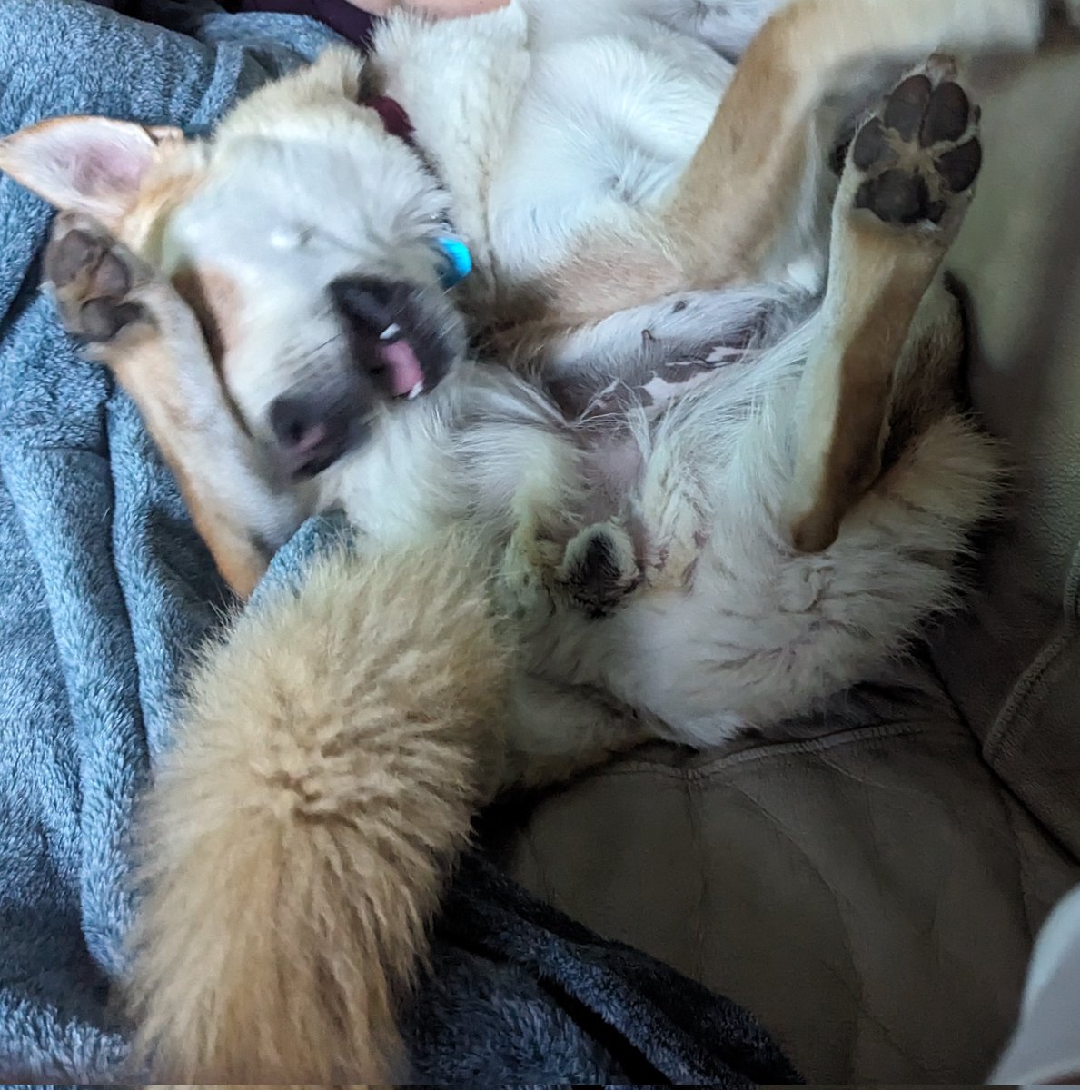 THorTweets1's tweet photo. Huskies... They think they are normal dogs... Then they fold on themselves and explode into zoomies... https://t.co/3azuacoySu