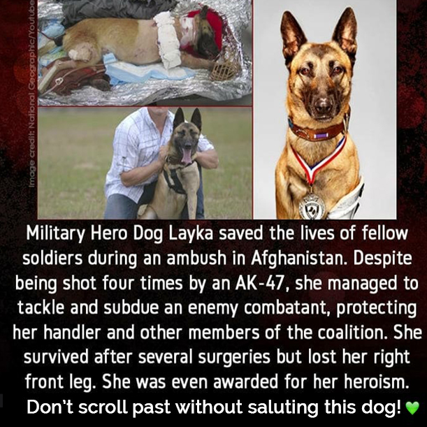 DogLovers03's tweet image. 