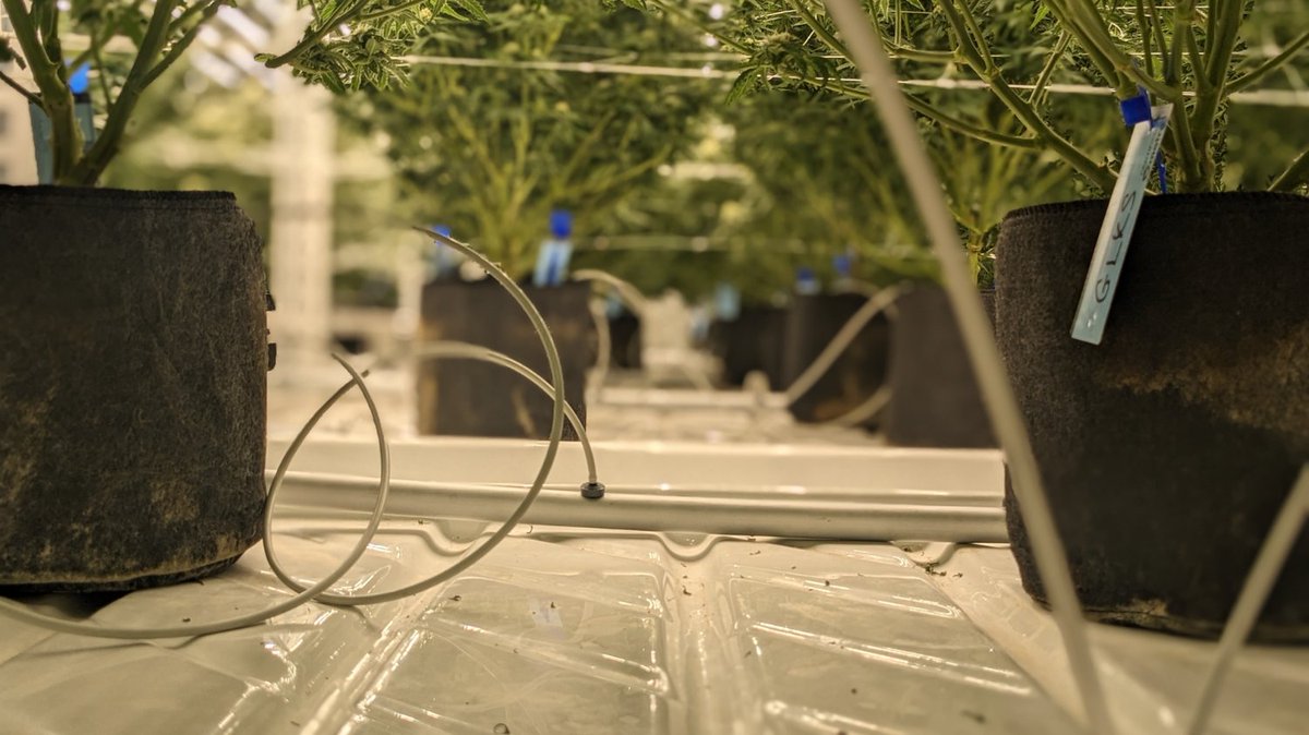 Sometimes I could really use a drip line of my own.

#FeedME