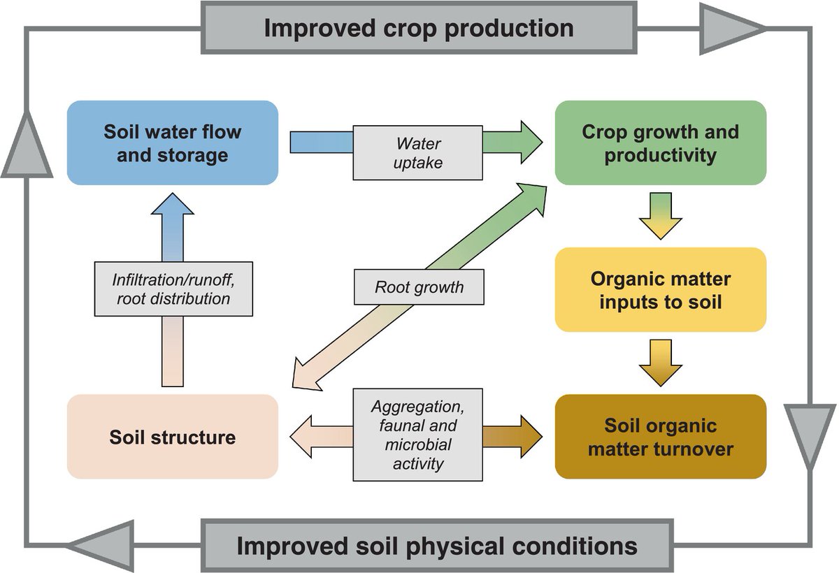 NEW in our 75th Anniversary Issue Interactions between soil structure dynamics, hydrological processes, and organic matter cycling: A new soil-crop model Jarvis et al. bsssjournals.onlinelibrary.wiley.com/doi/10.1111/ej… @_SLU @wileyearthspace @Soil_Science @SUMjournal #Soil #Research