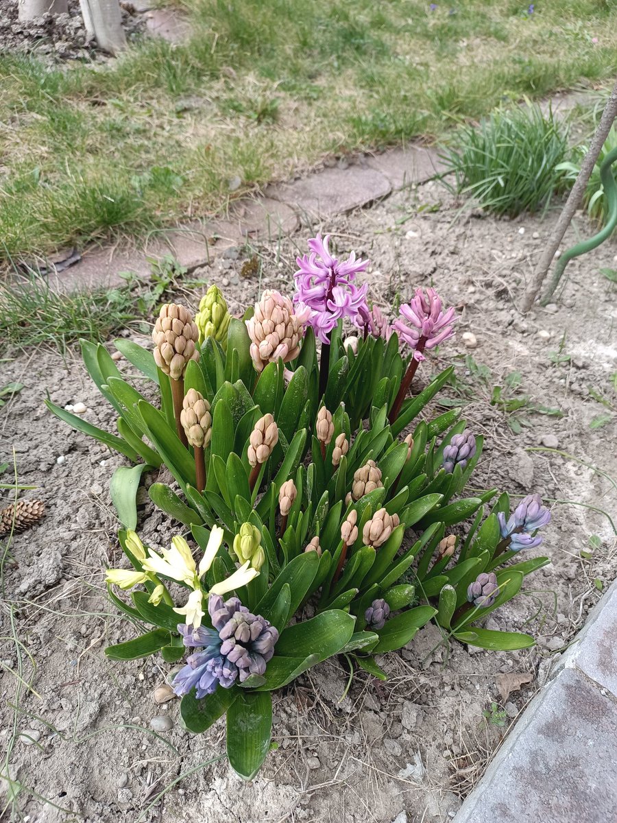 PoisonMochii's tweet photo. Spring has sprung :) https://t.co/kmEKpIYLuR