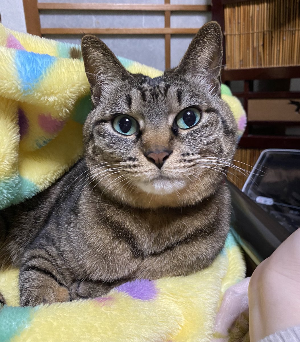 小顔
むぎゅー
プリティー
#猫