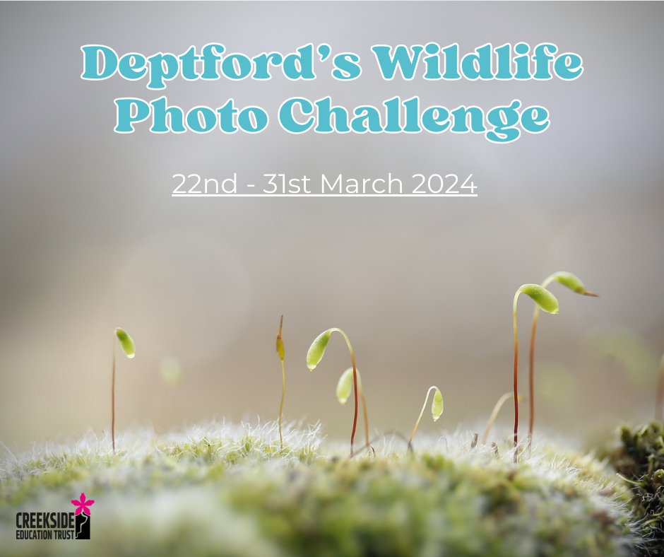 Join us for exciting Deptford's Wildlife Photo Challenge! creeksidecentre.org.uk/blog/post/dive…