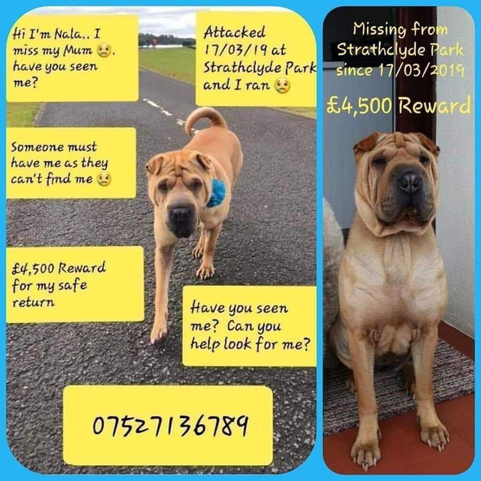 MissingPetsGB's tweet photo. #helpfindnala
Missing 5 years now
Last seen Strathclyde Park #Scotland
It's NEVER too late to do the RIGHT thing.
It's NEVER too late to help this family
It's NEVER too late to HELP FIND NALA
Have a conscience & do for them what YOU would want OTHERS to do for YOU https://t.co/4qtd8JUBy4