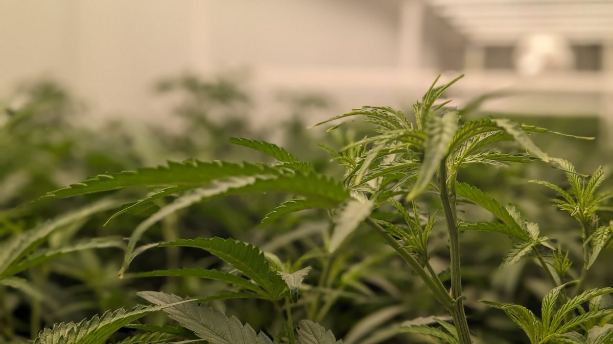 For the love of the grow!