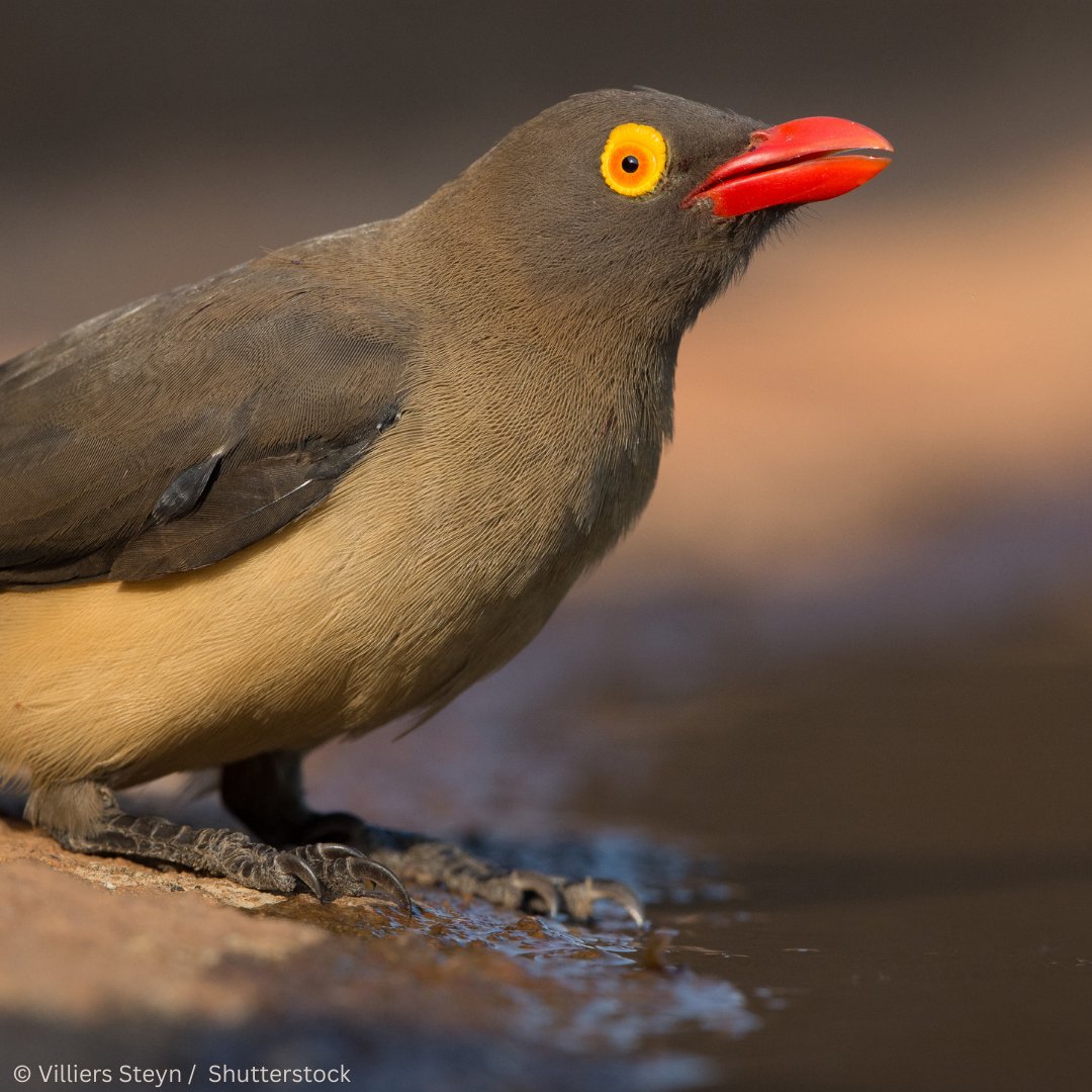 Red-Billed Oxpecker 🩸 These unique birds are native to the savannas of Sub-Saharan Africa, found from the East to the South of the continent. 🌍 Red-billed Oxpeckers often nest in tree holes, which they line with hair plucked from mammals. This is important during the breeding…