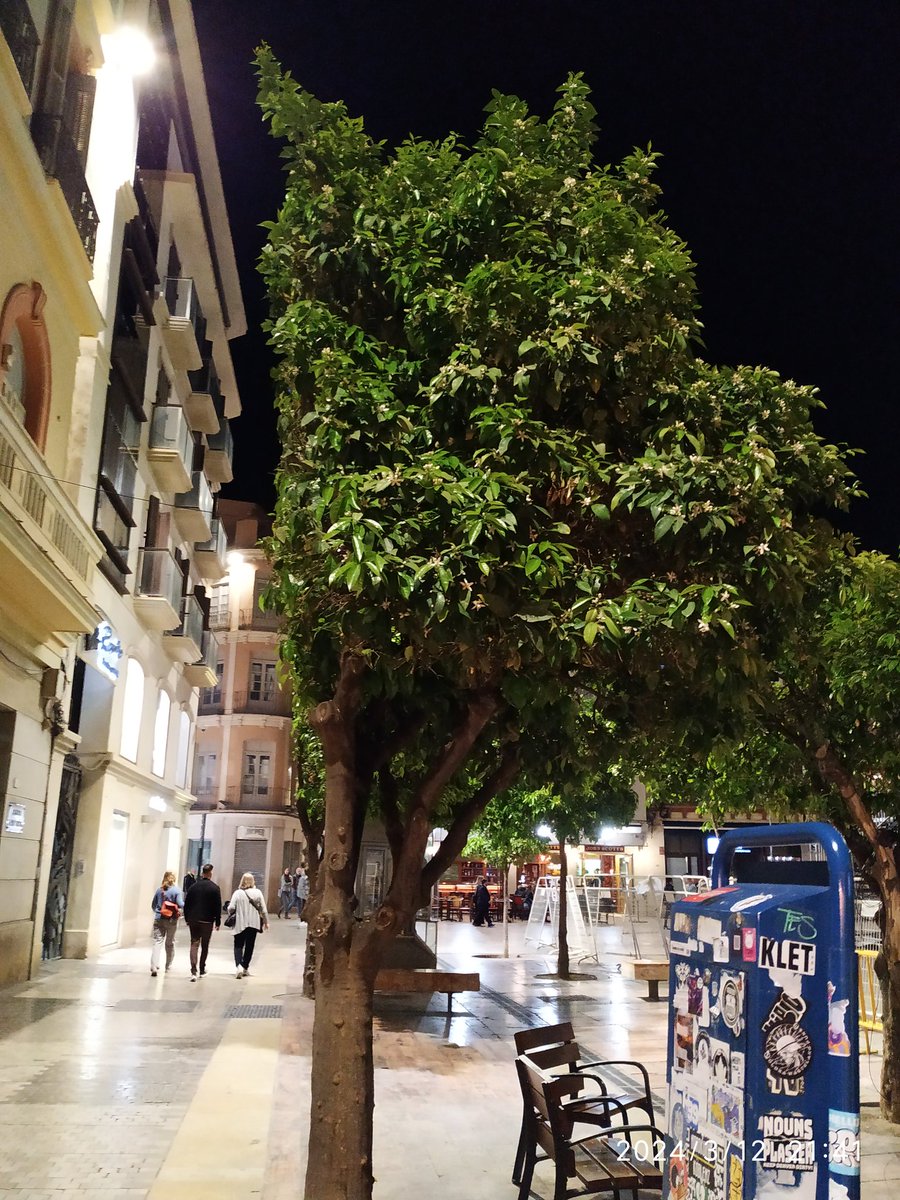 Esto es lo que hace @pacodelatorrep @AscoMalaga con los arboles para que no le moleste a sus amigos @cofradiasmalaga todo vale para las cofradías. #SemanaTv @101tvMalaga #SemanaSanta2024 Málaga alquilada por una semana. @opiniondemalaga @malagahoy_es le molestará a @paco_cantos