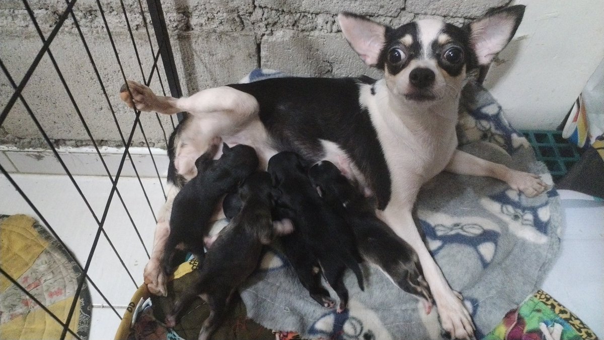 CERTIFIED THERAPIST FROM MANILA THAI ROYALE tweet media