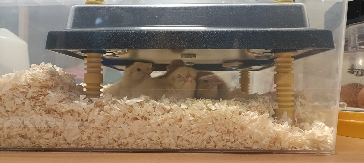 SunningHill Rec tweet media