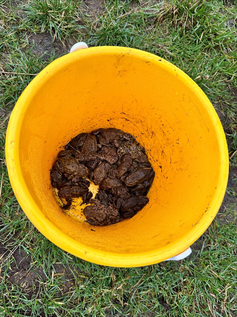During spring, toads are busy migrating overnight in #HolyroodPark 🐸 The ranger team found 48 toads this morning! All collected from the road and released into Dunsapie Loch 😀