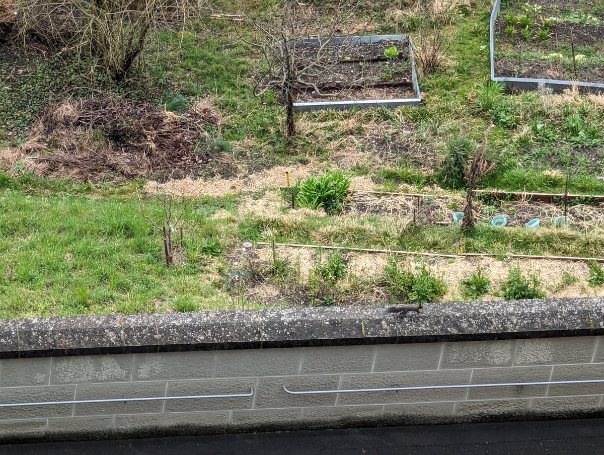 Wenn vor dem Bundeshaus- Balkon Eichhörnchen spielen und morgens der Hahn kräht, dann weiss ich, ich möchte in keinem anderen Parlament der Welt tätig sein. Auch wenn sich dieses zunehmend radikalisiert. #parlCH #politleben