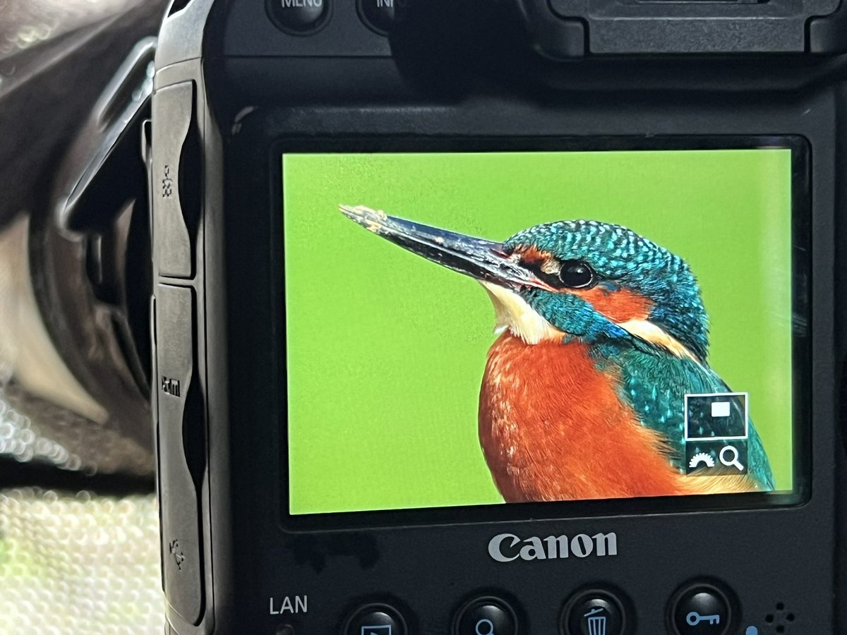 wildlifeimages's tweet photo. Both Kingfishers are busy building their nest chamber in the river bank at present. If you luck closely at this image I have taken of the back of my camera you can see mud on Mr Fishers beak…
#blueflash #kingoffishers https://t.co/a7xUP1XwzJ