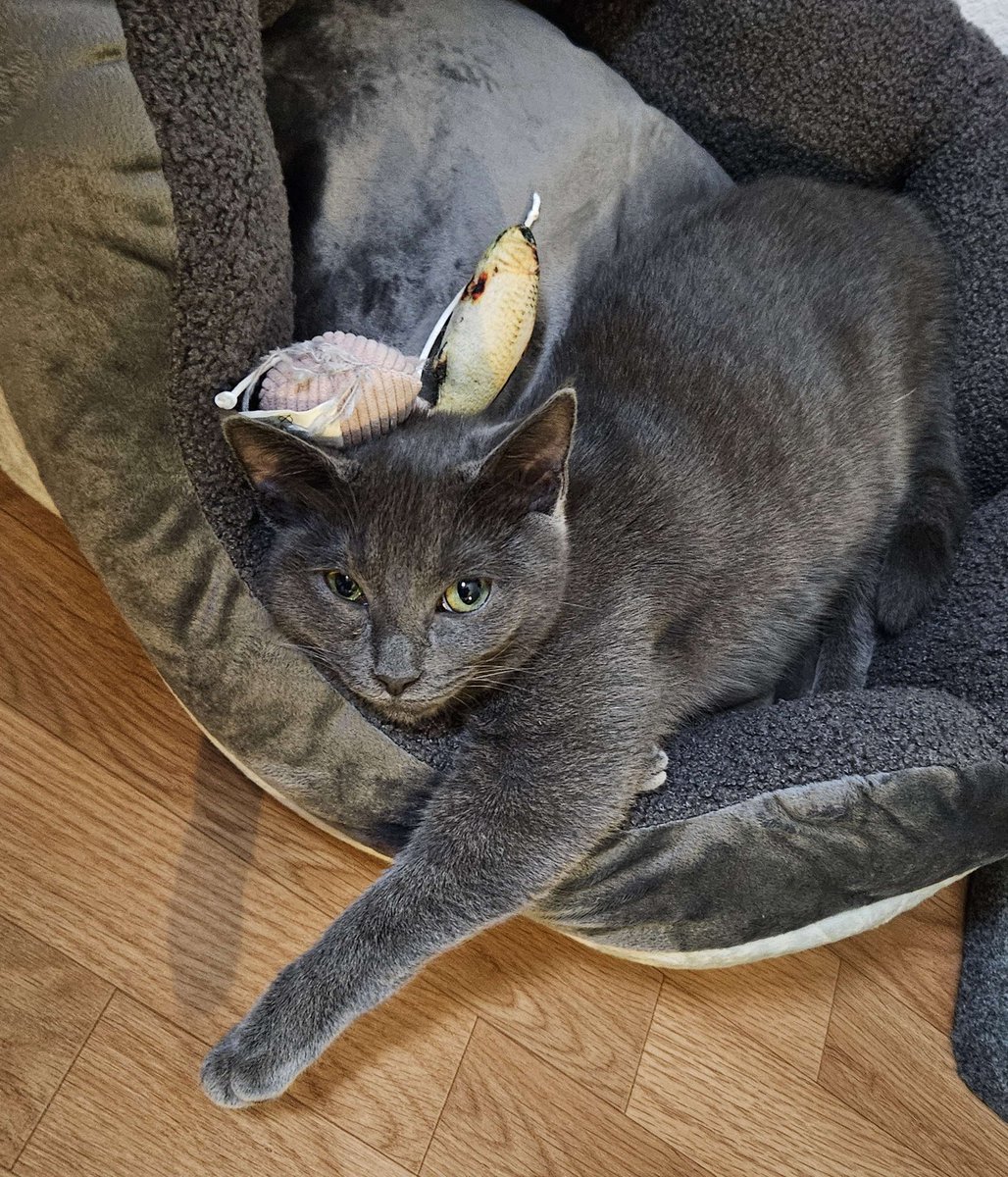 Hier, j'ai recueilli une chatte de quelques mois grâce à une association.
Je suis désormais l'homme le plus heureux du monde 🥲
Elle s'appelle Amande, et elle est magnifique. Ma vie vient de changer ❤️