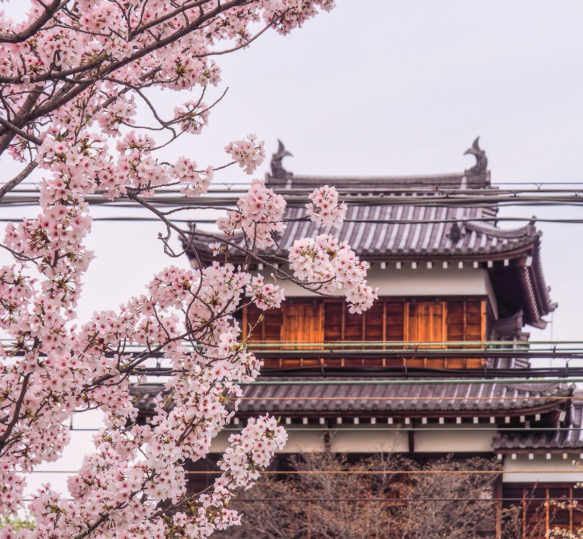 donnyjkimball's tweet photo. Japan has SO many amazing places for cherry blossoms that it’s hard to keep up. For example, Nara’s Koriyama Castle is absolutely enchanting during the springtime. If you ever make it there, be sure to stay past sunset for the evening illuminations! https://t.co/TSIVsK7HyF