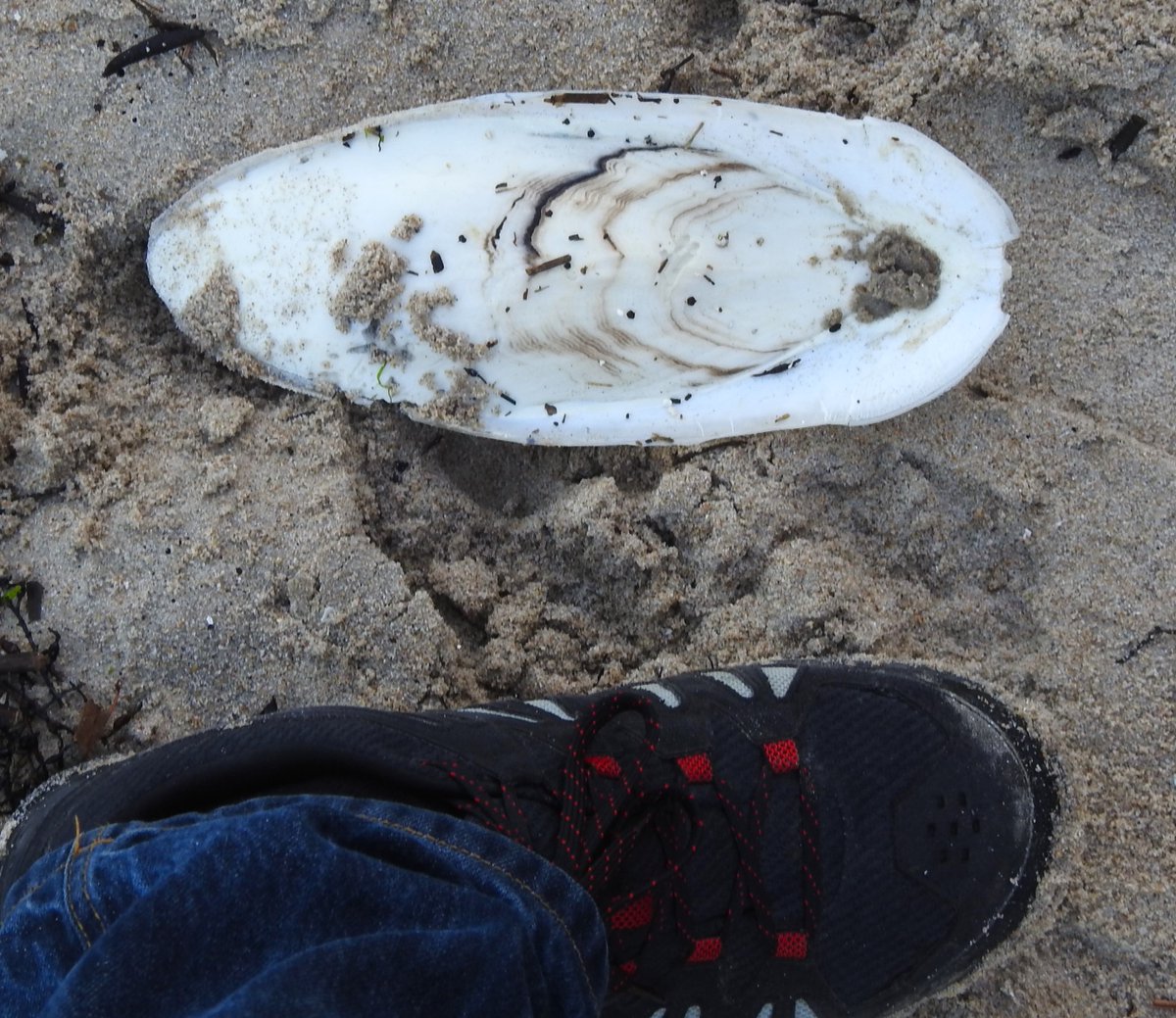 estacanicazul's tweet photo. A veces, paseando por la costa, encuentras cosas poco agradables. La playa de #SantaCruz hoy por la mañana estaba llena de #porexpan , plástico que se deshace en pequeños trozos
Siguen apareciendo aves muertas y también, eso si, huevos de raya (eclosionados) y huesos de #jibia https://t.co/jDOdGZV1k8