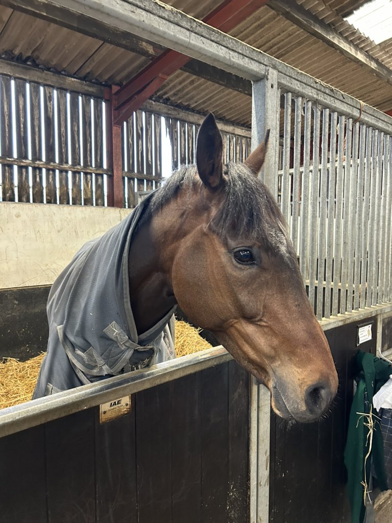 Robot1983's tweet image. Ultima winner Chianti Classico relaxing in his stable this morning. That’s Kim Baileys third Cheltenham festival winner in 10 years, adding to the successes of Darna and Imperial Aura. Good runs from the likes of Charbel, Vinndication and Happygolucky too 🎯 🥇
