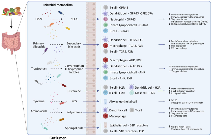 EAACI_JM's tweet photo. JM! Have a look at this #openaccess #reviewarticle - a result from a #MentorshipProgram collaboration - “A cross talk between #microbialmetabolites and #hostimmunity: Its relevance for #allergicdiseases”, published in the #CTA_Journal.
Here 🔗 https://t.co/lD4GYbc3uJ
#EAACI https://t.co/943inIWYSS