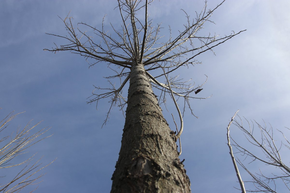 RNP_Romsilva's tweet photo. #Pădure tânără de plop plantată acum cinci ani la Ocolul Silvic Giurgiu din cadrul #Romsilva
Young poplar #forest planted five years ago at Giurgiu Forest District, in Giurgiu county, #Romania
#forestry #forests #păduri #silvicultură #mediu #environment #YoungForest #nature https://t.co/0jZ9qNhXYD