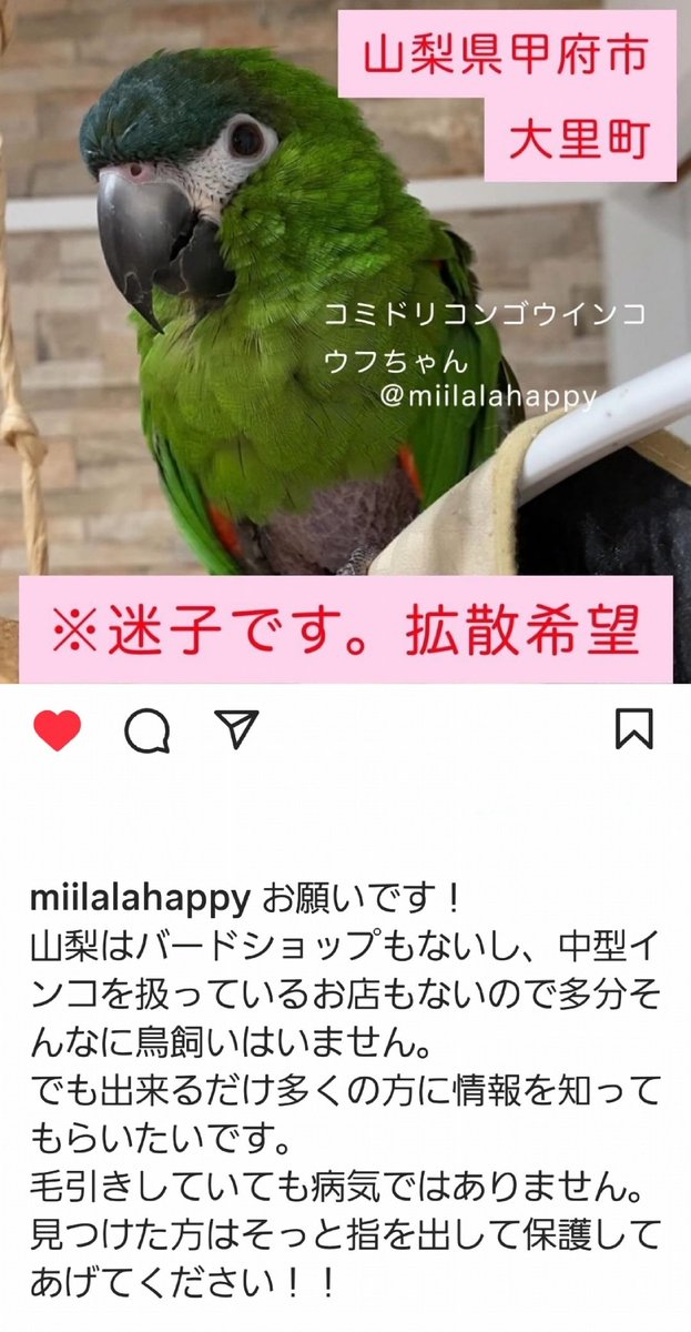 macaw_love's tweet photo. 山梨県甲府市でインコが迷子です😢
お近くの方、見つけられましたら、どうかそっと手を差し出してあげてください🙏

#山梨県甲府市 
#コミドリコンゴウインコ 
#迷子インコ https://t.co/jhiIISSzJF