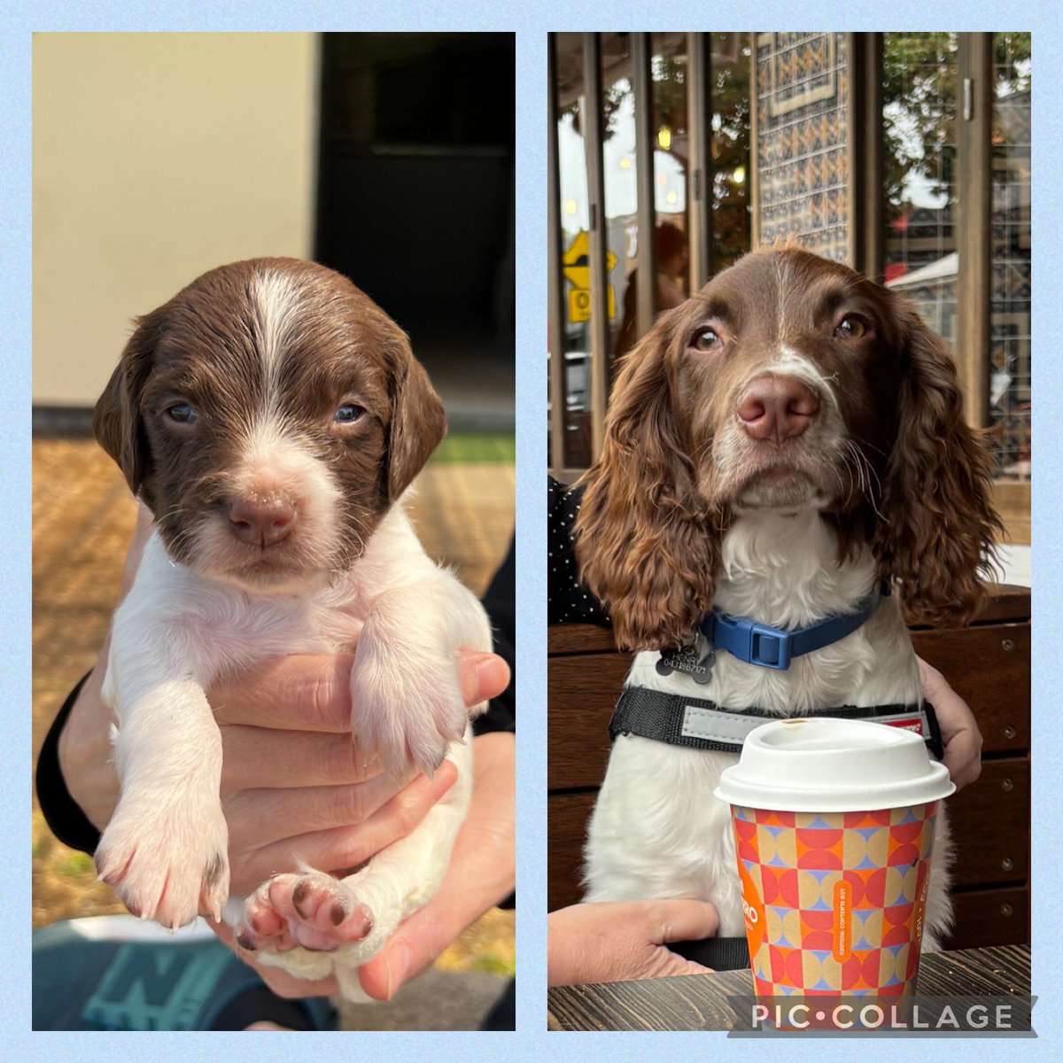 joc303's tweet photo. 3.5 weeks to 6 months. Happy 1/2 birthday Henry 💙💙💙💙 https://t.co/G9jRR9oEha