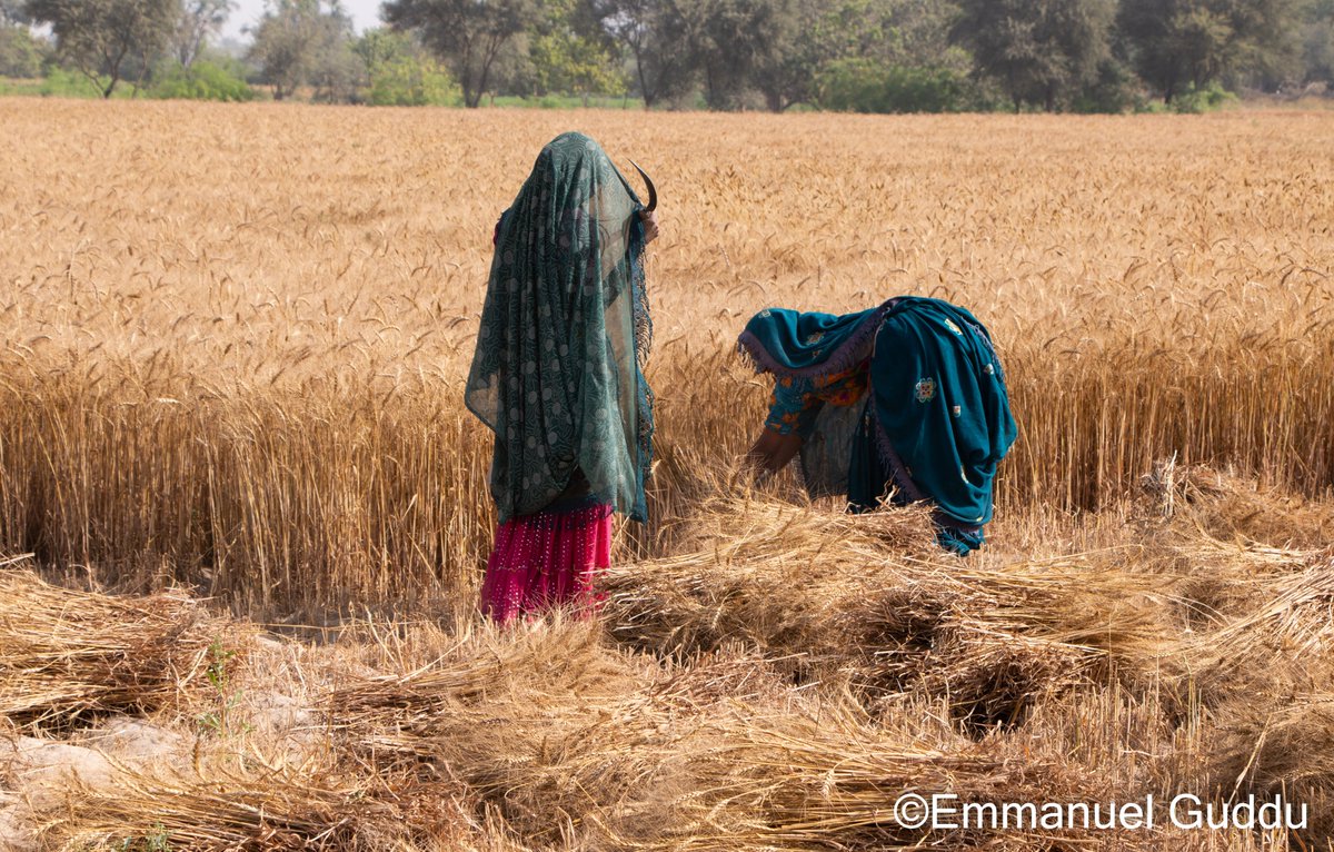 Harvesting has been started in our Sindh Pakistan. Photos taken near Shiakh Bhirkio town.