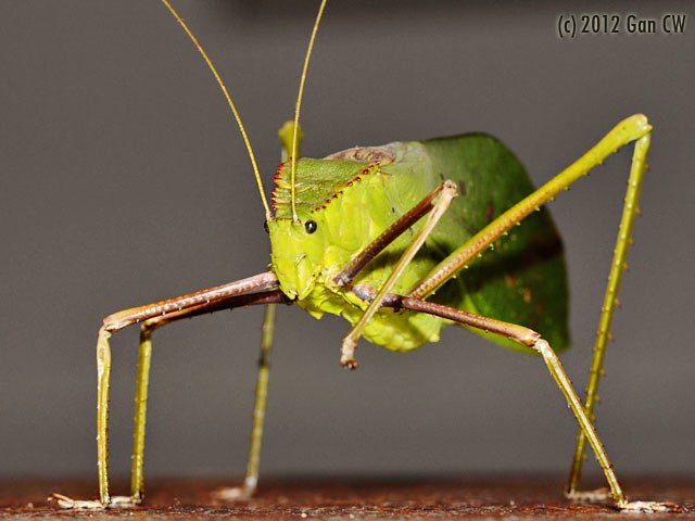 Culture Fever (@culturefever) on Twitter photo <a href="/AMAZlNGNATURE/">Nature is Amazing ☘️</a> 🚨For context: The Giant Malaysian Katydid is a species of carnivorous giant katydid native to Malaysia. It is one of the largest insects in the known world, they grow to an impressive 15 cm (6 in) with a 25 cm (10 in) wingspan. <a href="/AMAZlNGNATURE/">Nature is Amazing ☘️</a> 🚨For context: The Giant Malaysian Katydid is a species of carnivorous giant katydid native to Malaysia. It is one of the largest insects in the known world, they grow to an impressive 15 cm (6 in) with a 25 cm (10 in) wingspan.
