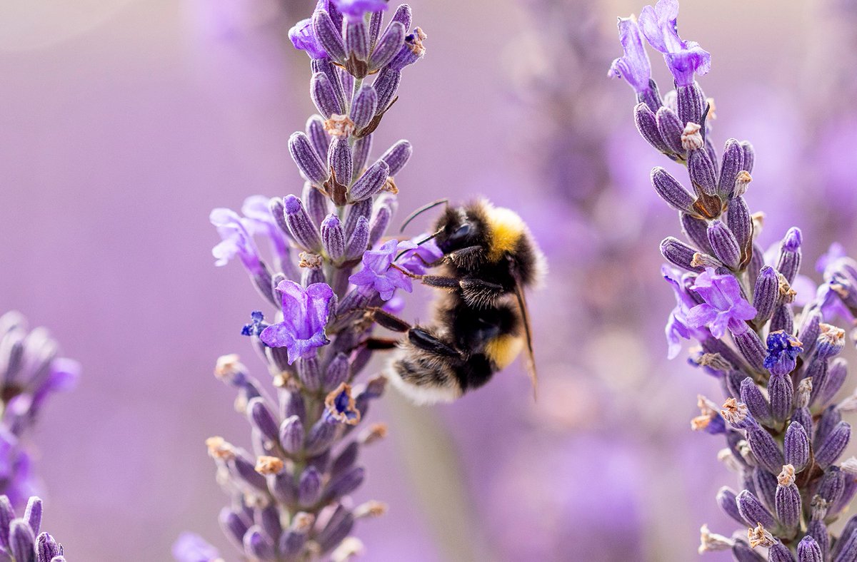 We are launching a new initiative to become a bee friendly Borough🐝The campaign will launch tomorrow Thursday 14 March at 1.20pm at John Wheeldon Primary Academy which has already gained the Gold award of the Bumblebee Conservation Trust. More on this staffordbc.gov.uk/news/stafford-…