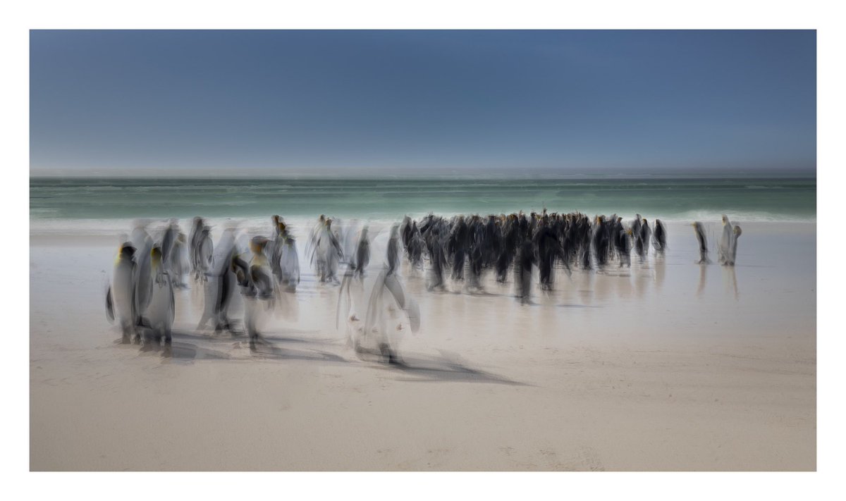 #KingPenguins in a group or ‘waddle’, heading for the #sea. Representation in #ICM form. I love the flashes of #Orange in this. #zoomin

#AbstractArt #icmphotomag #seascapephotography #waves #southatlantic #fineartphotography #coastalphotography #icmphotography #appicoftheweek