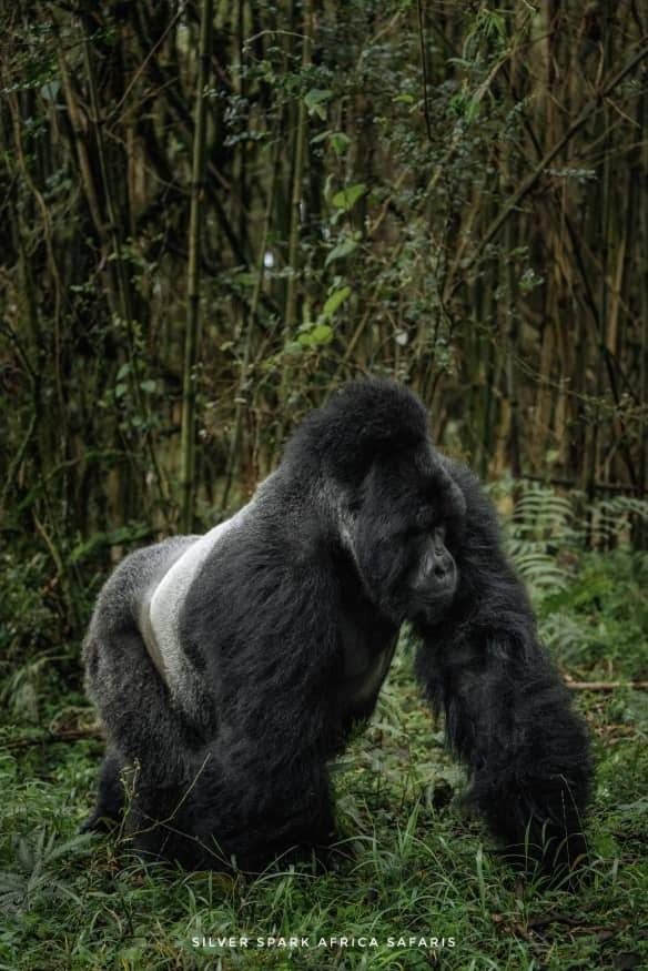 The  fact that Berengei can be affected by a common cold just like a human being, do you  think YOU  being more  intelligent is a blessing? Bwindi  Impenetrable Forest is evolution itself!
#Gorrilla #chimpanzees #SilverSparkAfrica #natgeowild #bwindiimpenetrableforest