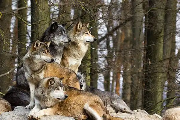 chop324's tweet photo. During a bull market, you'll see the TRUE personality of some people come out. And it isn't pretty

Money doesn't corrupt people. It only gives them the false confidence to reveal their true personalities

Process: 
1. Weed out the weaklings who didn't want success enough & left during the bear. They come back in full force in the late bull to try harvest your alpha
2. Eliminate the low integrity cucks who become dicks with fake egos after making a dollar or two

Both these archetypes are considered 'puppets' - the sheep and followers of the world. 
Don't waste your energy with these people. They drain you of money, time, and attention. They are unpleasant.

The remainder?
They are the men & women that run the world from the shadows. The puppeteers to the puppets, the wolves among the sheep. 

Surround yourself with people like this. Be a wolf.