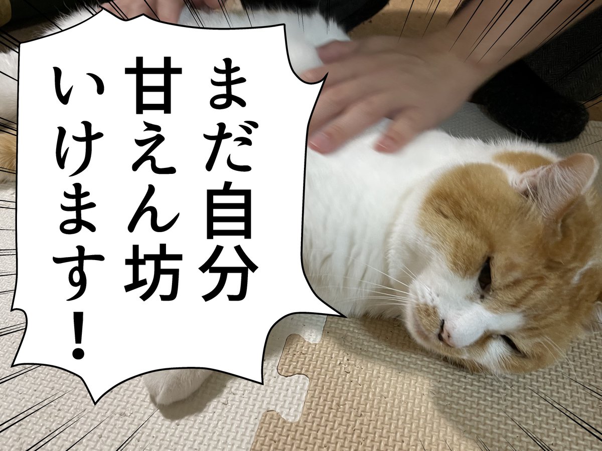 【猫】猫と24時間寄り添ってみた! | オモコロ 
甘え猫と1日一緒に過ごしました!
普段通りの日常なのですが、かけがえのない日々を大事に過ごしたいです・・!
https://t.co/NsaMJmrGqN 