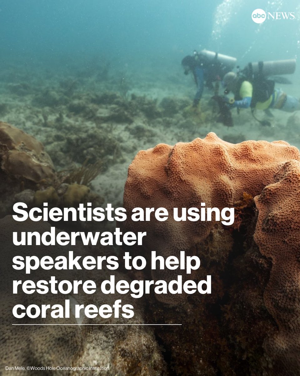 Researchers have discovered a new method that could encourage the restoration of degraded coral reef populations, which have been declining around the world due to record-high marine temperatures.
trib.al/YA4e8Pl