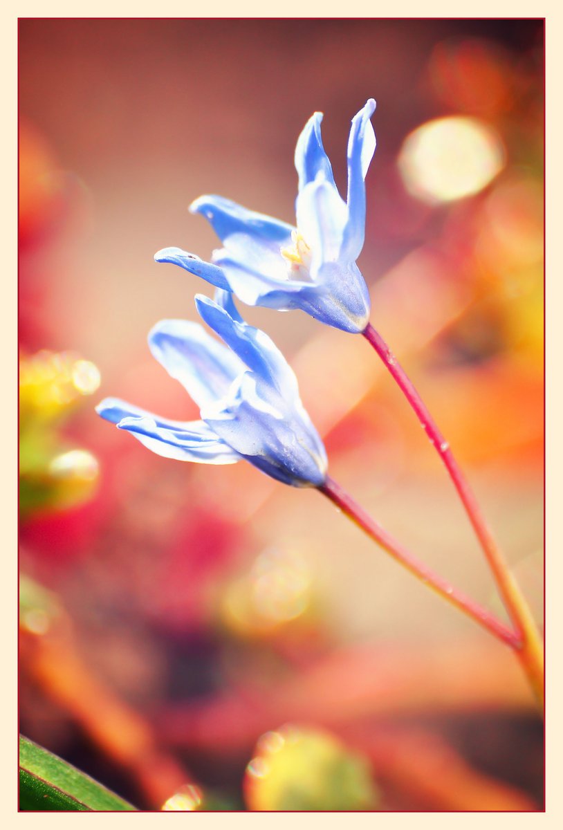 Sunny Squill 🌞 #photography #photographer #photographybloggers #photooftheday #flora #Flowers #beautiful #NatureBeauty #sunny #NaturePhotography #nature #spring #growing #flowerphotography #flower #naturelovers #floral #morning #lighting #garden #gardening #GardeningTwitter