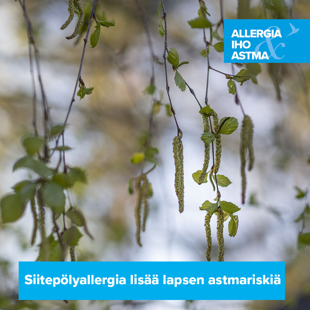 Siitepölyallergisilla on kolminkertainen riski sairastua astmaan. Panostamalla erityisesti lasten siitepölyallergian hoitoon vähennettäisiin astmaan sairastumisia ja terveydenhoidon kustannuksia, painottaa #AllergiaIhoJaAstmaliitto #siitepölyallergia 👉 allergia.fi/uutiset/huonos…