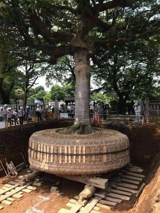 В Японии, если дерево мешает строительству дороги, связывают корни и перемещают его