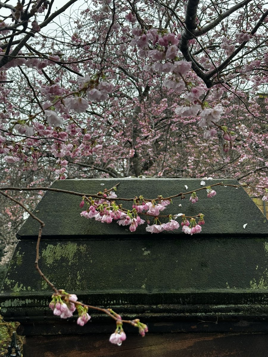 yasmine_oozeear's tweet image. Find that special  place 

      And go there much often 

               ~🌸~🌺~🌼~

#FreeTherapy 
#NatureBeauty