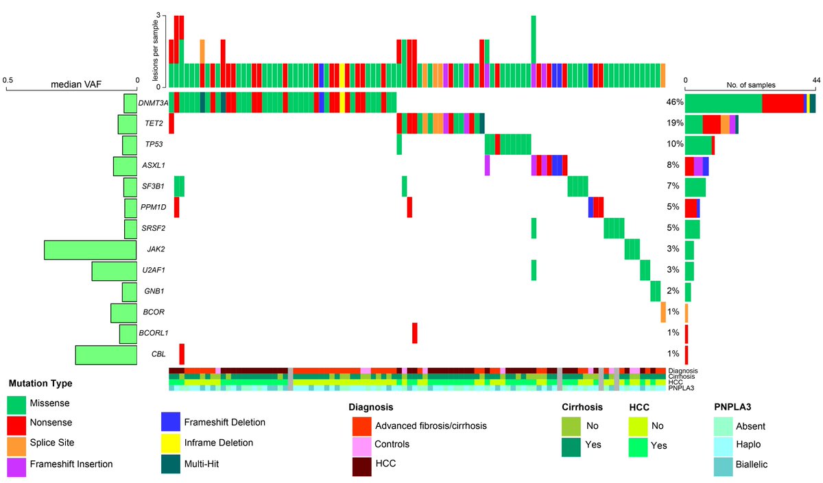 Impact of #CHIP on #HCC in individuals with #MASLD #MAFLD #NAFLD - a new pathway to #liver cancer? @nickbolli  @massimoiava  @stefano_romeo76 @NaultJc  @etrepo @Helen_ncl_HCC @Alexfornergon  pubmed.ncbi.nlm.nih.gov/38470216/