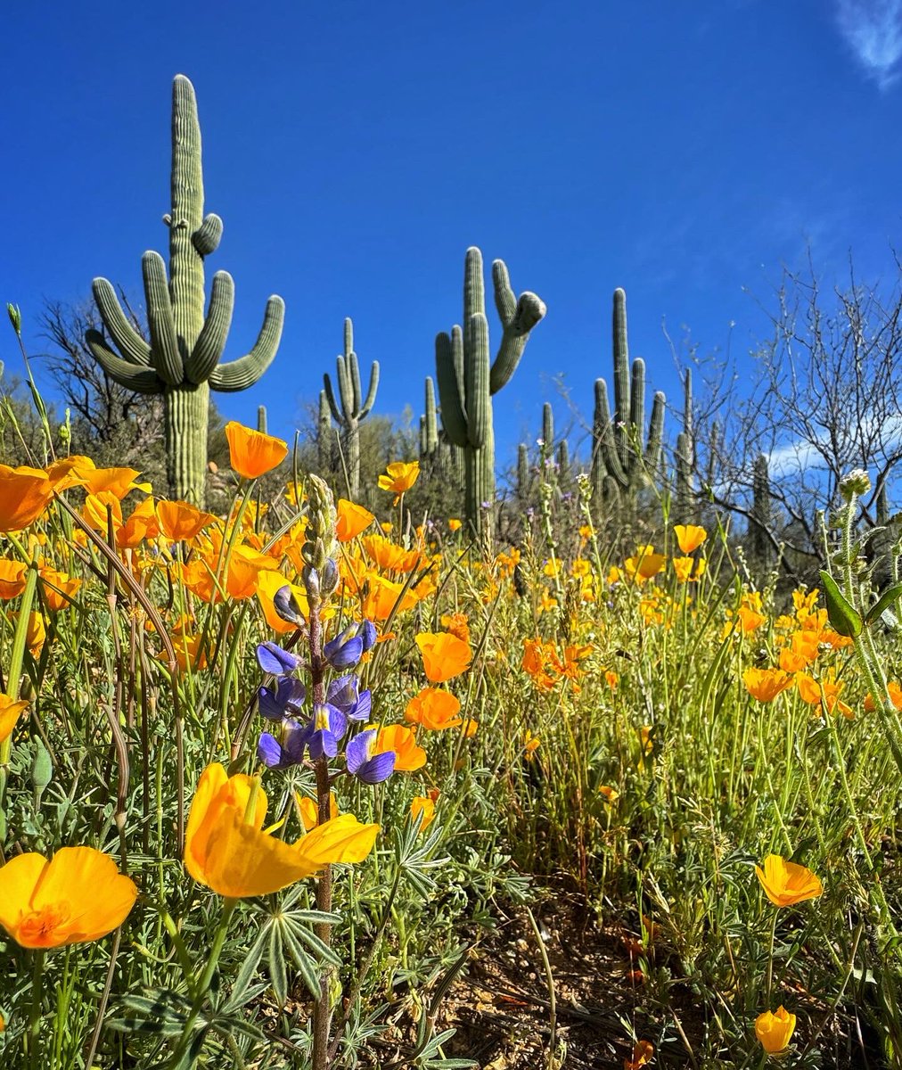 Allophile's tweet image. Desert in bloom around Tucson—this morning at Catalina State Park:
instagram.com/p/C4cicVfOtnA/…
#azwx @ThePhotoHour @AZStateParks @VisitTucsonAZ @StormHour #getintotheoutthere
@apple #shotoniPhone15proMax