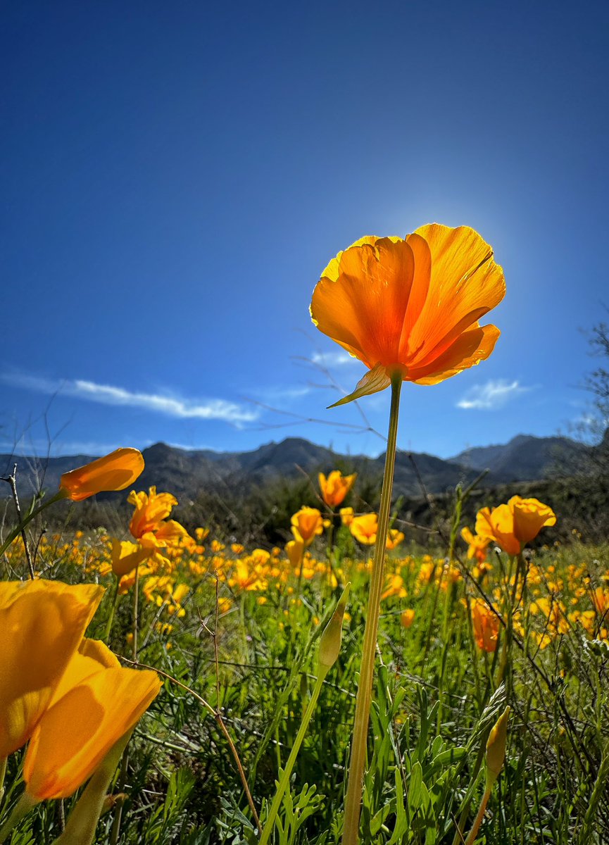 Allophile's tweet image. Desert in bloom around Tucson—this morning at Catalina State Park:
instagram.com/p/C4cicVfOtnA/…
#azwx @ThePhotoHour @AZStateParks @VisitTucsonAZ @StormHour #getintotheoutthere
@apple #shotoniPhone15proMax
