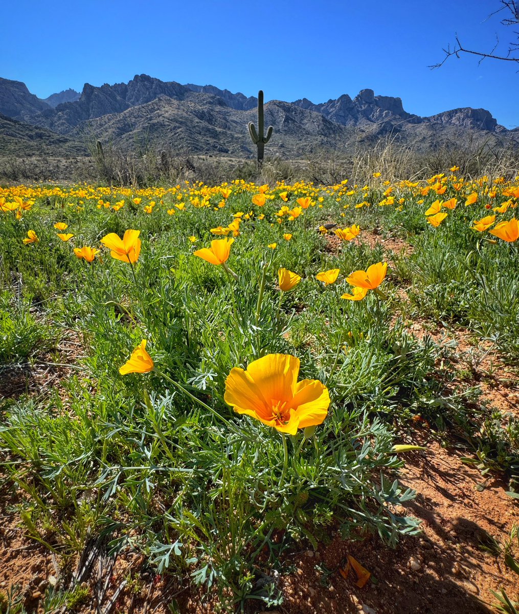Allophile's tweet image. Desert in bloom around Tucson—this morning at Catalina State Park:
instagram.com/p/C4cicVfOtnA/…
#azwx @ThePhotoHour @AZStateParks @VisitTucsonAZ @StormHour #getintotheoutthere
@apple #shotoniPhone15proMax