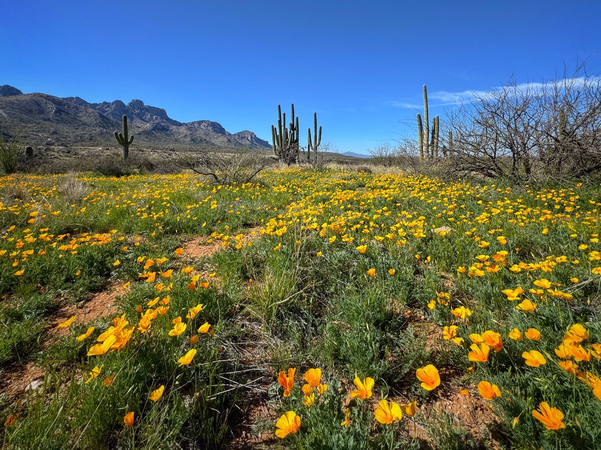 Allophile's tweet image. Desert in bloom around Tucson—this morning at Catalina State Park:
instagram.com/p/C4cicVfOtnA/…
#azwx @ThePhotoHour @AZStateParks @VisitTucsonAZ @StormHour #getintotheoutthere
@apple #shotoniPhone15proMax